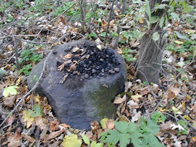 Walnut Remains On Rock