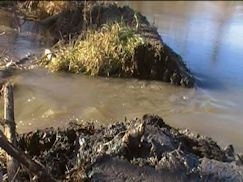 water pouring through hole in beaver dam