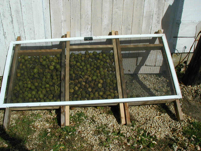 Black Walnuts Drying