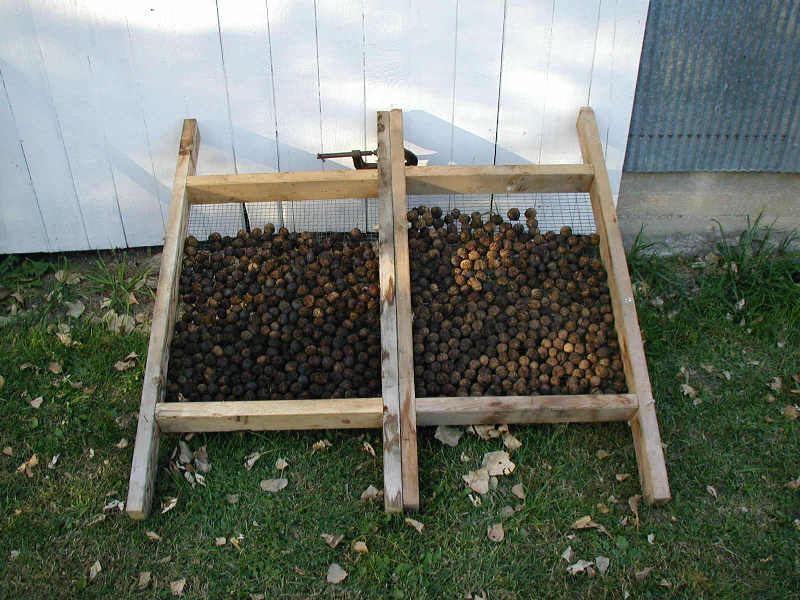 Black Walnuts DeHusked and drying
