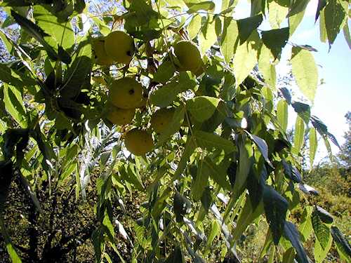 Walnuts Not Quite Ready