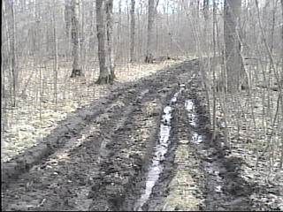 Muddy Trail to the Maple Trees